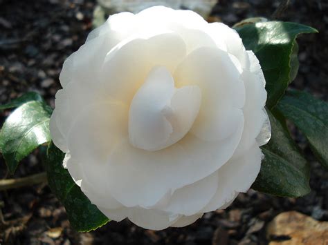 camellia Coco Chanel